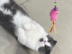 -藏猫猫咖啡主题馆(中央大道店)