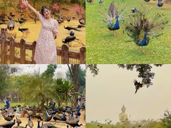 -西双版纳勐泐文化旅游区