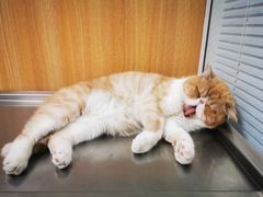 -瑞派长江宠物医院·猫科·外科·24小时夜护(谊城公寓分院)