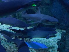 -烟台海昌鲸鲨海洋公园