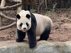 -深圳野生动物园