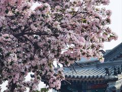 -天津大悲禅院