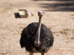 -鄂尔多斯野生动物园