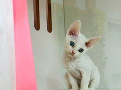 -青奢宠物·青奢猫舍