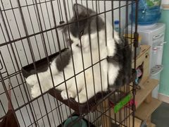 -高德24h动物医院