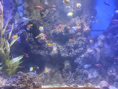 -芜湖新华联大白鲸海洋公园