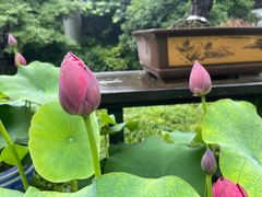 -杭州植物园