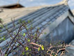 -YLK云南小粒咖啡·云里咖(二号店)