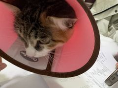 -汪喵宠物医院·骨科心脏影像·犬猫急重症ICU诊疗中心(成华分院)