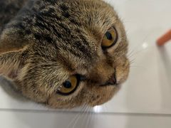 -纳吉亚猫专科动物医院博雅分院