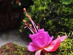 -上海辰山植物园