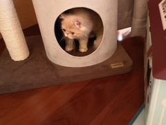 -猫大福·Fortune Cat猫舍(百子湾店)