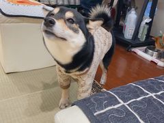 -逗柴咖啡屋·狗咖猫咖宠物桌游