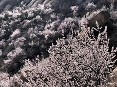 -北京凤凰岭