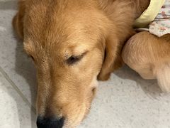 -共舞时光猫咖·狗咖(新街口店)