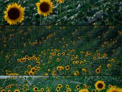 -光明小镇欢乐田园