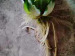 -中环花鸟鱼虫市场