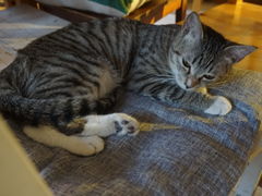 -海边的猫和咖啡馆