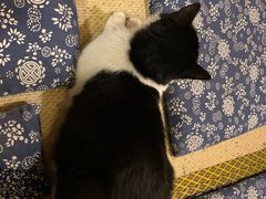 -樱の花亭日本料理店