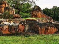 -奥兰多迪士尼动物王国乐园