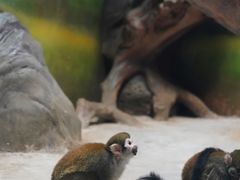 -贵州森林野生动物园