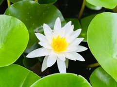 -九里湖国家湿地公园