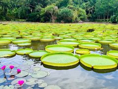 -中国科学院西双版纳热带植物园