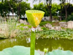 -石家庄市植物园