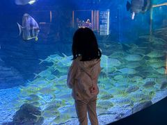 -烟台海昌鲸鲨海洋公园