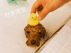 -PETKIT 小佩宠物·低压洗护·美容·寄养(安远店)