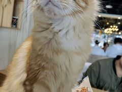 -藏猫猫咖啡主题馆(中央大道店)