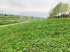-洨河生态公园