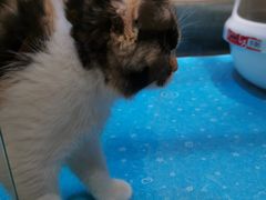 -藏猫猫咖啡主题馆(中央大道店)