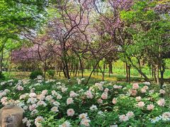-洛阳市隋唐城遗址植物园