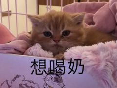 -熊姬手作茶物(汇金谷店)