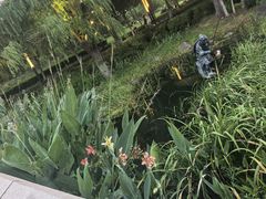 -金鸡湖景区