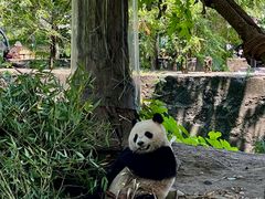 -都江堰中华大熊猫苑
