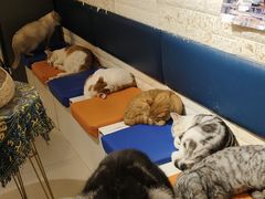 -平行世界·猫咖(首经贸店)