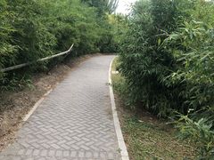 -大望京公园