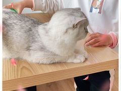-猫的茶·猫咖