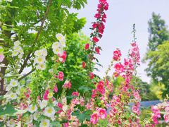 -上海滨江森林公园