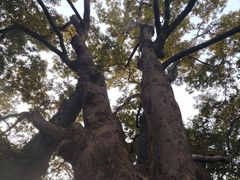 -秋霞圃