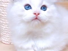 -十年猫舍·猫咪专门店(普陀店)
