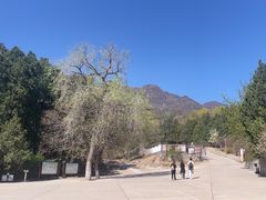 -北京鹫峰国家森林公园