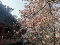 -潭柘寺景区