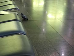 -谢列梅捷沃国际机场