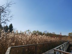 -昆山城市生态森林公园