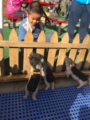 -萌宠亲子动物乐园(槐房万达店)