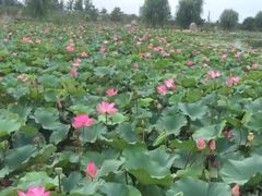 -羊亭河湿地公园