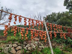 -杨家堂村